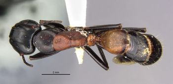 Media type: image;   Entomology 28808 Aspect: habitus dorsal view
